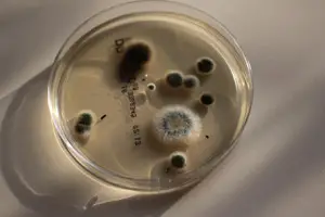 Mikrobiologie